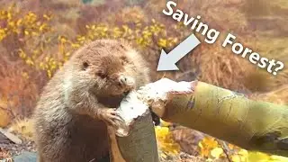 The Secret of Beavers