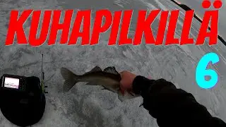 kuhapilkill&auml; 6 | Pilkill&auml; 2021 | kalastus 2021