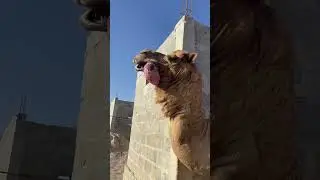 Dromedary camels, otherwise known as Arabian camels, are the only ones which possess a dulla