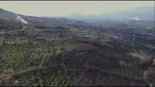 Vertical Integration in Olive Oil Production?