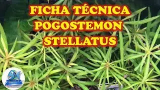 FICHA T&Eacute;CNICA POGOSTEMON STELLATUS