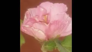 Color change flower..is it really?Yes it is!!