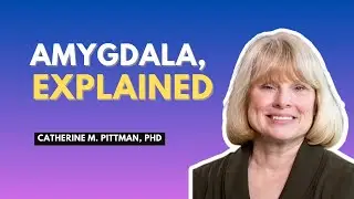 Amygdala, explained