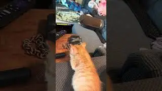 Garfield sleeping on my wallet
