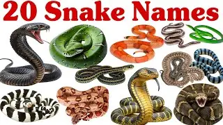 20 सांपों के नाम सीखें बच्चों के लिए | Learn 20 Snake Names for kids with pictures and Sound