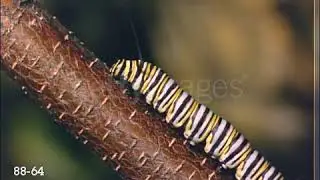 Close up of striped caterpillar crawling on branch