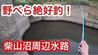 「野べら絶好釣！」　#柴山沼周辺　#へらぶな