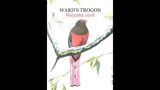WARD&rsquo;S TROGON (Harpactes wardi) Bird Song