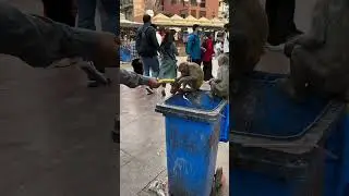 Don't disturb the monkey