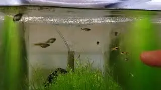 Feeding endlers (and babies)