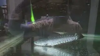 Northern snakehead vs Black wolf fish - raw footage