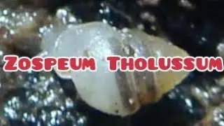 Zospeum Tholussum