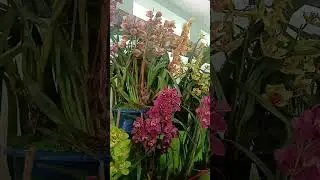 MIRIK Flower show and sale 2025😍 || #cymbidium  #orchid #flowers
