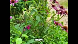 Tips on Deadheading Echinacea in Your Garden