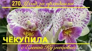 ЧЁКУПИЛА для орхидей?! Пришлось объехать аж пять магазинов