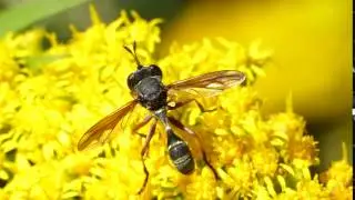Physocephala rufipes (Conopidae-Diptera)