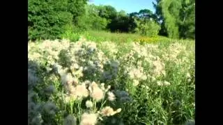 Nature Documentation~ Film by Taylor and Aolani Gartman