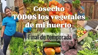 Cosechando los Vegetales de mi huerto en oto&ntilde;o 🍁| LIMPIEZA TOTAL DE MI HUERTA EN OTO&Ntilde;O 🍂 #huerto