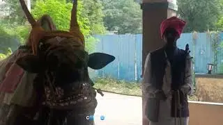 Good Fortune Arriving | The Golla Tribe | For Livelihood | Bull Traditionally Decorated