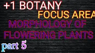 +1 BOTANY FOCUS AREA /MORPHOLOGY OF FLOWERING PLANTS / PART 5