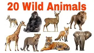 20 Wild Animals for Kids | Learn Animal Names in English with Sound & fun