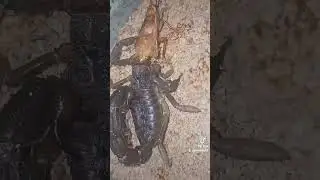 scorpion #venom #unholy #scorpio #bushido #granulatus #liquidgold #Diablo #diablo4