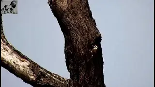 Djuma: Bearded Woodpecker April 13th 2025