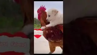 Best Friends#shorts #funnyvideo #cute