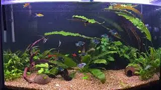 My 50 gallon fish tank 