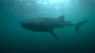 Swim with Whale Sharks on board Pindito