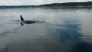 Orcas at Case inlet.
