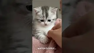 Wait for the paw... Did you see that? #catshorts #kitten #cute #cat