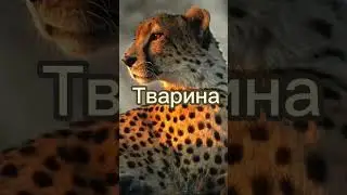 Якби я була,на думку друга&hellip; #fyp #video #views #shorts #shortvideo #recommended #subscribers #trend