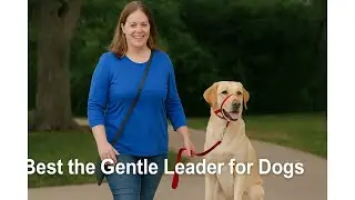 🐕 Best the Gentle Leader for Dogs | PetSafe Gentle Leader No-Pull Head Collar for Dogs 🦮