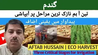 Three Critical Stages of Wheat | Timely Irrigation to Boost Yield | Aftab Hussain | Eco Harvest