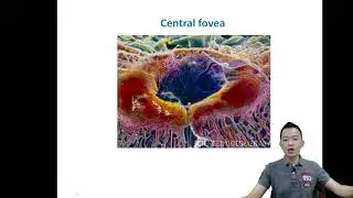 Form 3 Science Chapter 1 Eye Structures and Functions Part 1