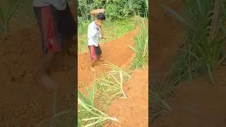 simple smart technique using a hoe to cultivate land planted with cassava #shorts