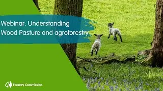 Webinar: Understanding Wood Pasture and Agroforestry
