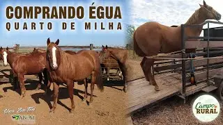 COMPRANDO ÉGUA QUARTO DE MILHA - EMBARCANDO NA CARRETINHA