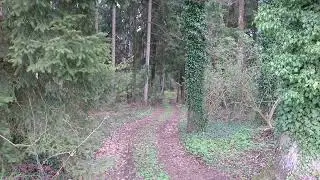 Waldbesuch 1/3