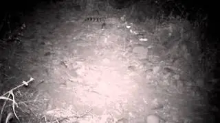 EXTRA survival & bushcraft - Genetkat / Small spotted genet / Kleinkolmuskejaatkat