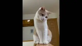 expressive cat. #shortsfeed #cuteanimals #catvideos #petvideos