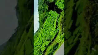 Beauty of munnar #nature #view #beauty #munnar