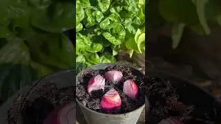 Выращивание лука дома &mdash; это просто #сад #выращиваниедома #растение #лук