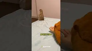 Он не спал два года, чтобы охранять её