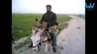 Pakistani funny videos 2016  YouTube