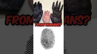 Gorilla Fingerprints #zoology #facts #zoologyfacts #vertebrate #biology #gorilla #fingerprint
