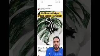 10 самых безумных гребенчатых гекконов, которых я видела! #гребенчатыегекконы #гребенчатыйгеккон