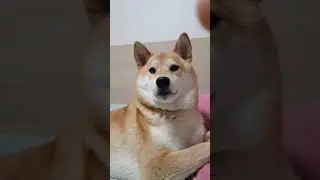 Small talk with your buddy ( Shiba inu )