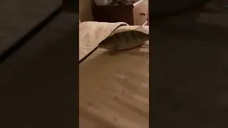 Fish swimming on Bed 🤯 #shorts #ytshorts #trending #animals #fish